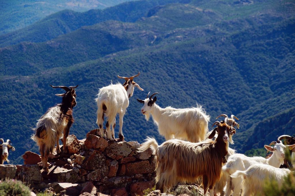 Barbagia Landscape
