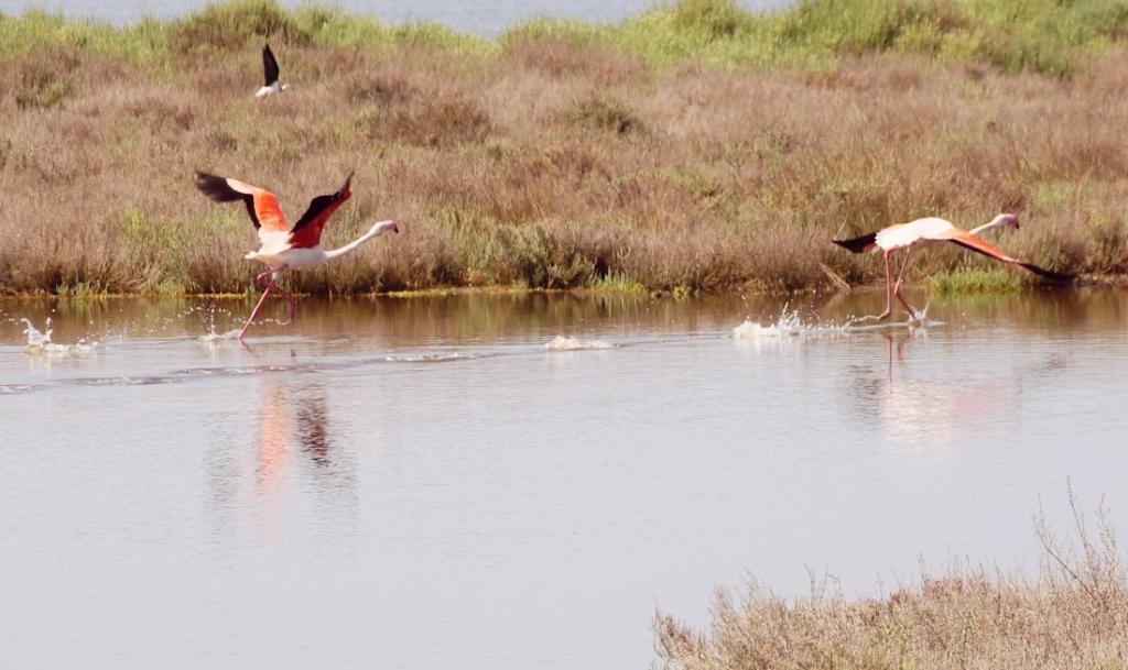 Oristano Birds